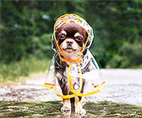 rainy day special website